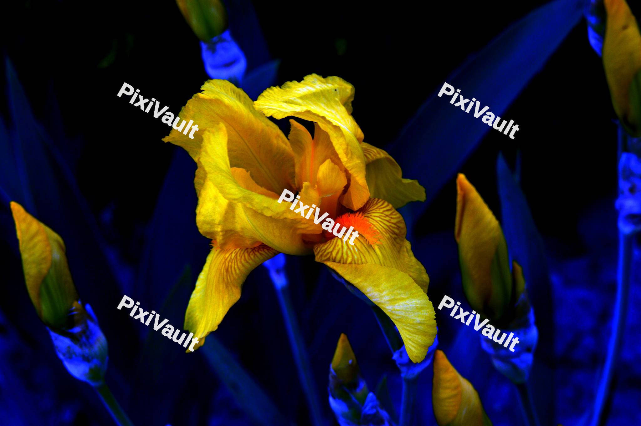 Yellow Iris flower